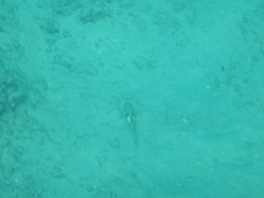 Parupeneus pleurostigma