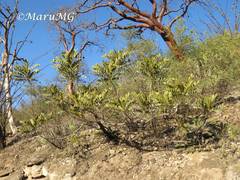 Pseudosmodingium virletii