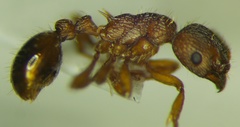 Myrmica scabrinodis