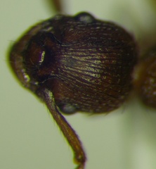 Myrmica scabrinodis
