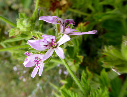 Foto de Malva Cheirosa