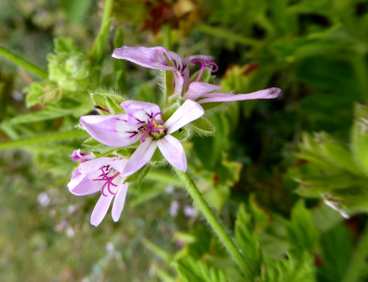 Imagem de Malva Cheirosa