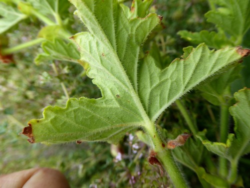 Foto de Malva Cheirosa