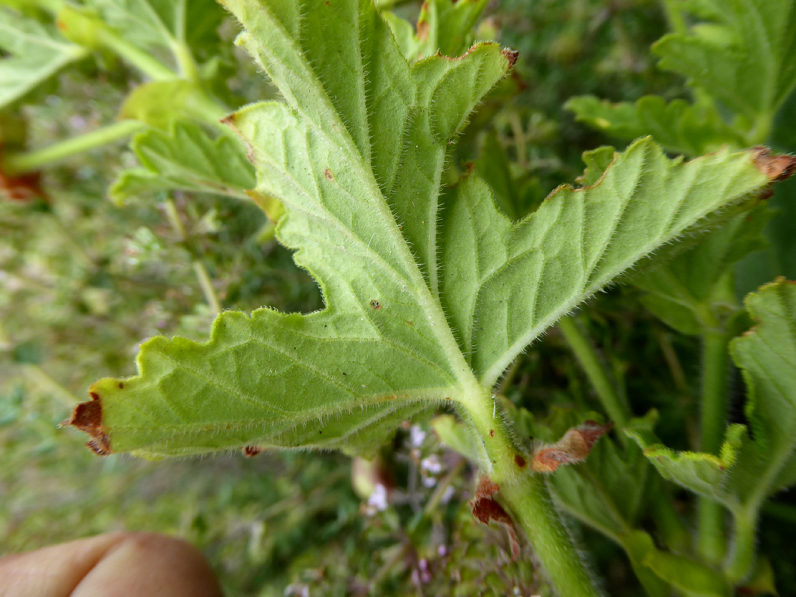 Imagem de Malva Cheirosa