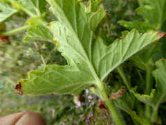 Pelargonium × asperum