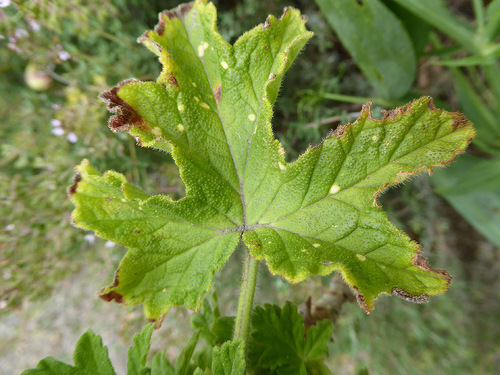 Foto de Malva Cheirosa