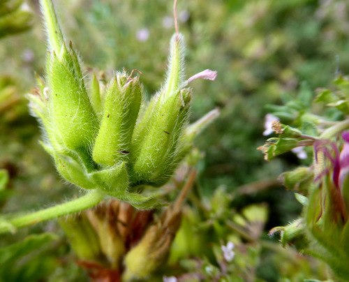 Foto de Malva Cheirosa