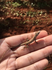 Anolis ustus