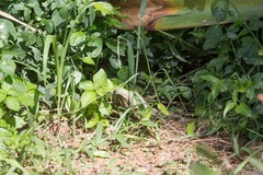 Dendroaspis angusticeps