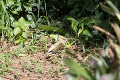 Dendroaspis angusticeps