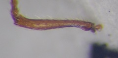Myrmica scabrinodis
