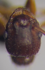 Myrmica scabrinodis