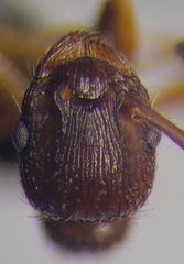 Myrmica scabrinodis