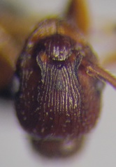 Myrmica scabrinodis