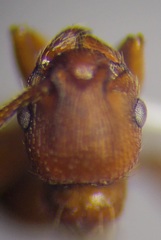 Myrmica scabrinodis