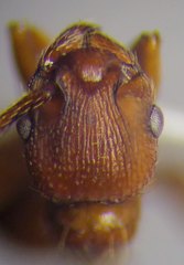 Myrmica scabrinodis