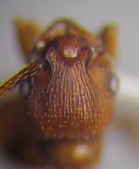 Myrmica scabrinodis
