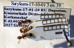 Myrmica scabrinodis