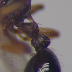 Myrmica scabrinodis
