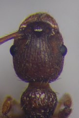 Myrmica scabrinodis