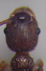 Myrmica scabrinodis