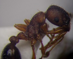 Myrmica scabrinodis