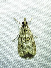 Eudonia strigalis