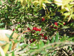 Acrotriche divaricata