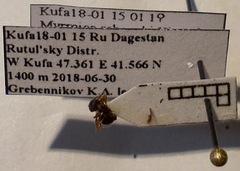 Myrmica schencki