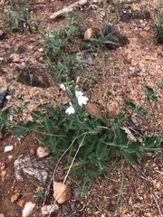 Rhinacanthus xerophilus