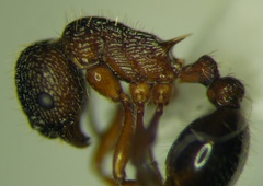 Myrmica schencki