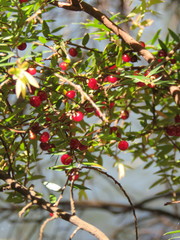 Acrotriche divaricata