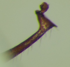 Myrmica schencki