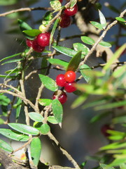 Acrotriche divaricata