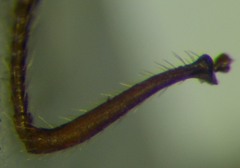 Myrmica schencki