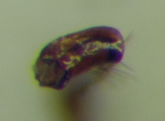 Myrmica schencki
