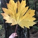 Bigleaf Maple - Photo (c) Olivia Tittaferrante, some rights reserved (CC BY-NC), uploaded by Olivia Tittaferrante