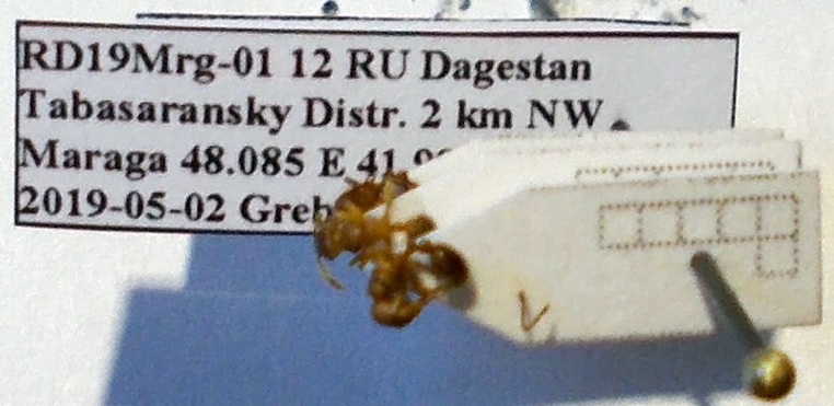 Myrmica specioides