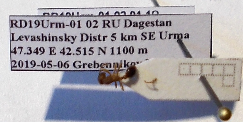 Myrmica hellenica
