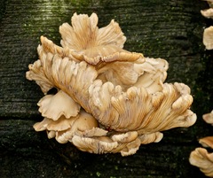 Pleurotus ostreatus