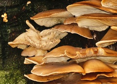 Pleurotus ostreatus