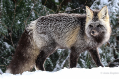 Vulpes vulpes cascadensis