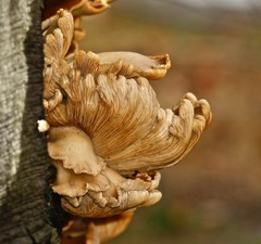 Pleurotus ostreatus