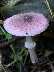 Leucoagaricus roseilividus