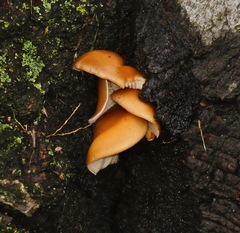 Pleurotus ostreatus