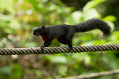 Callosciurus prevostii pluto