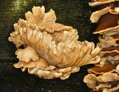Pleurotus ostreatus