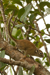 Sundasciurus jentinki