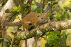 Callosciurus orestes