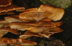 Pleurotus ostreatus